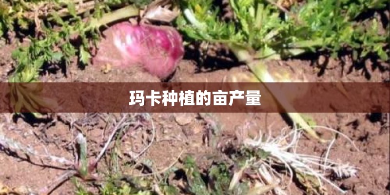 玛卡种植的亩产量