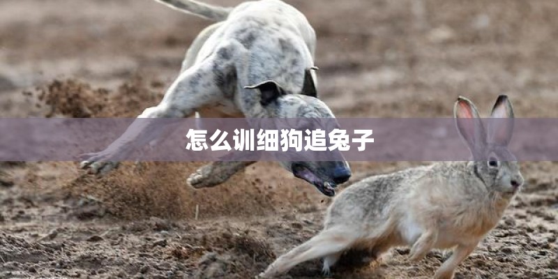 怎么训细狗追兔子