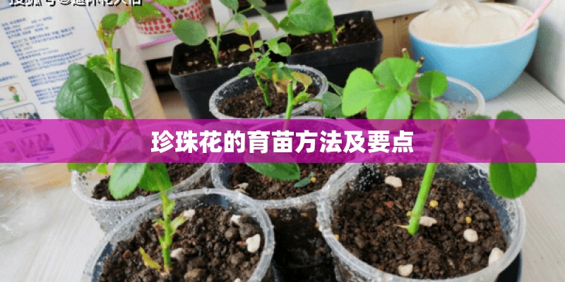 珍珠花的育苗方法及要点