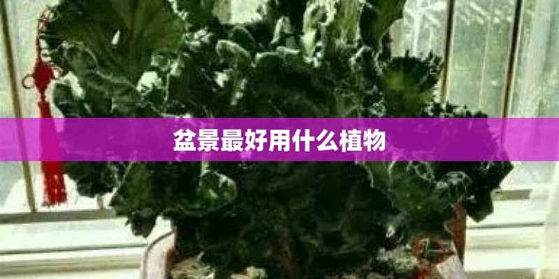 盆景最好用什么植物