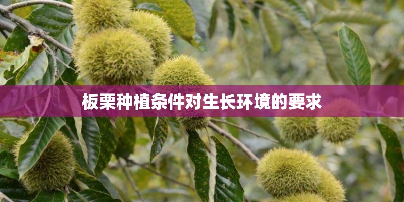 板栗种植条件对生长环境的要求