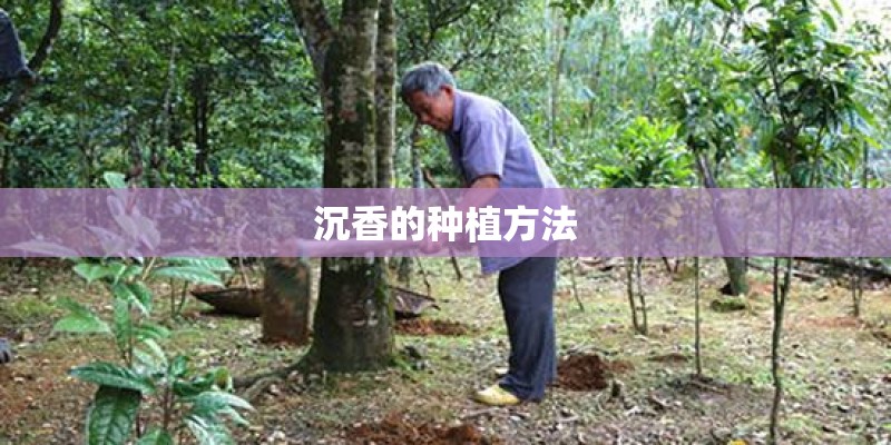 沉香的种植方法