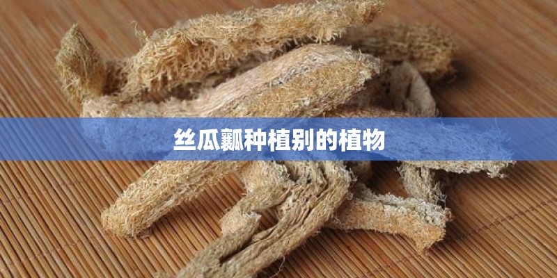 丝瓜瓤种植别的植物