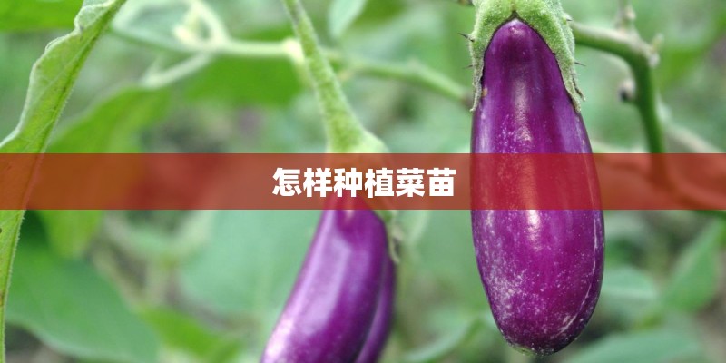 怎样种植菜苗