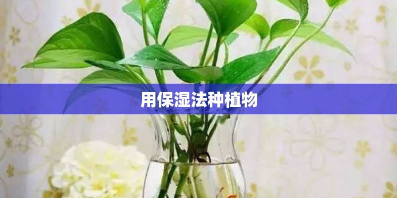 用保湿法种植物
