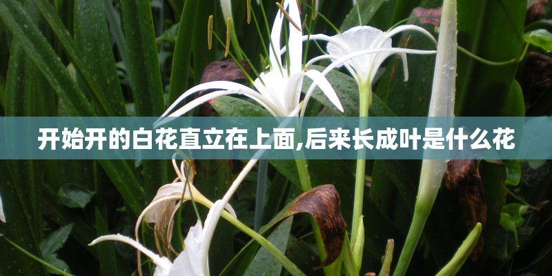 开始开的白花直立在上面,后来长成叶是什么花