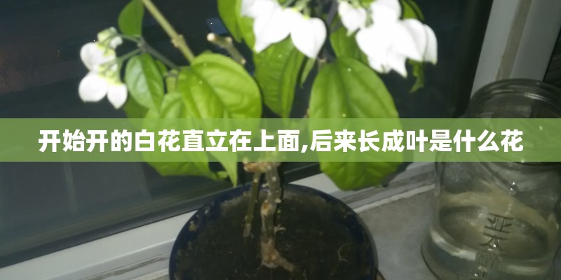 开始开的白花直立在上面,后来长成叶是什么花