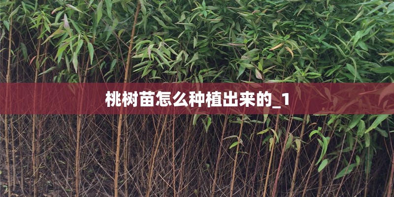 桃树苗怎么种植出来的_1
