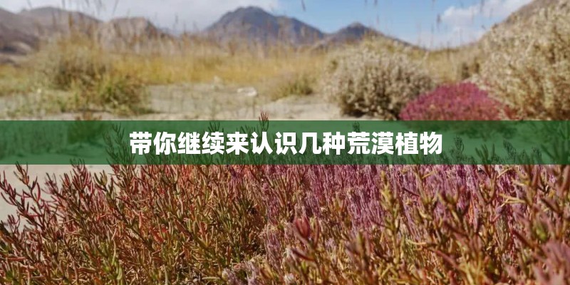带你继续来认识几种荒漠植物