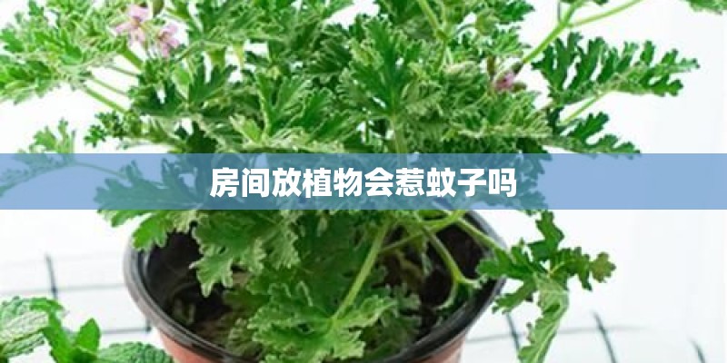 房间放植物会惹蚊子吗