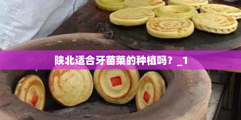 陕北适合牙苗菜的种植吗？_1