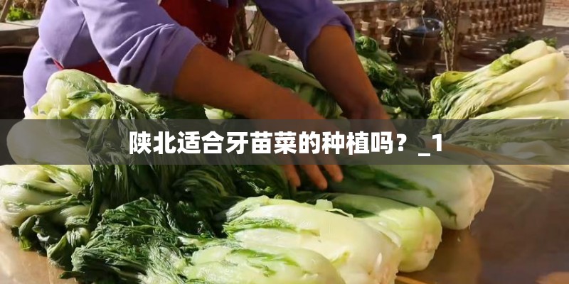 陕北适合牙苗菜的种植吗？_1