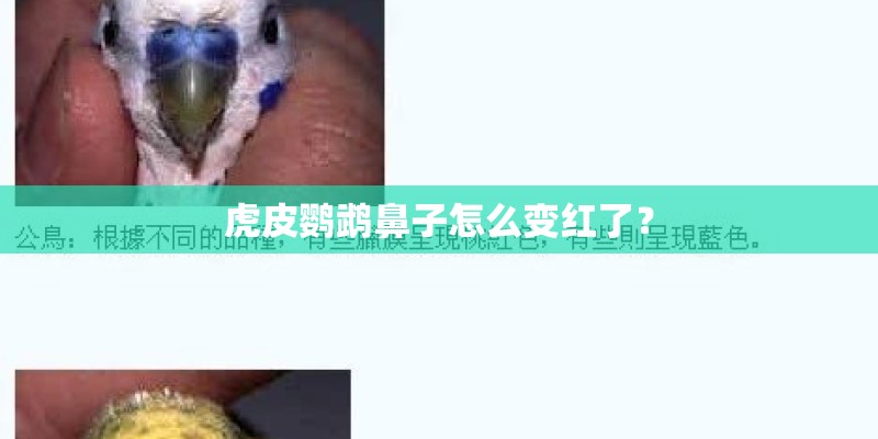 虎皮鹦鹉鼻子怎么变红了？