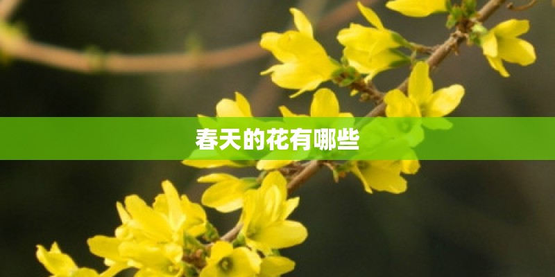 春天的花有哪些