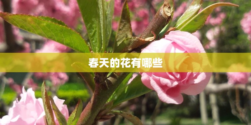春天的花有哪些
