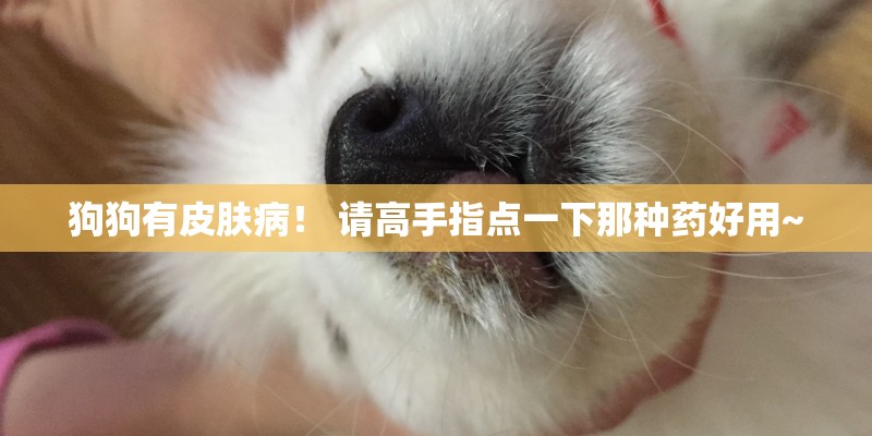 狗狗有皮肤病！ 请高手指点一下那种药好用~