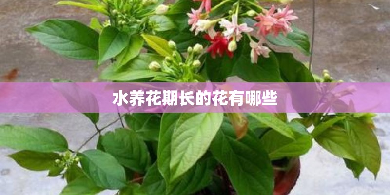 水养花期长的花有哪些