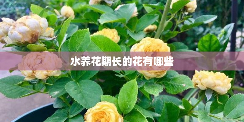 水养花期长的花有哪些