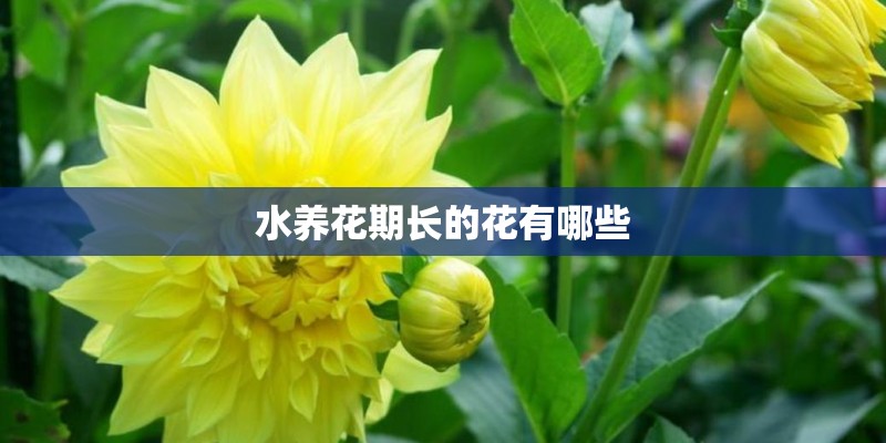 水养花期长的花有哪些