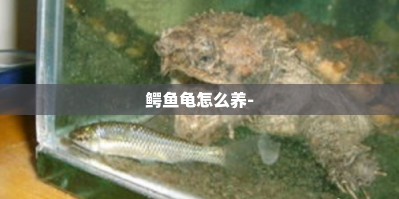 鳄鱼龟怎么养-
