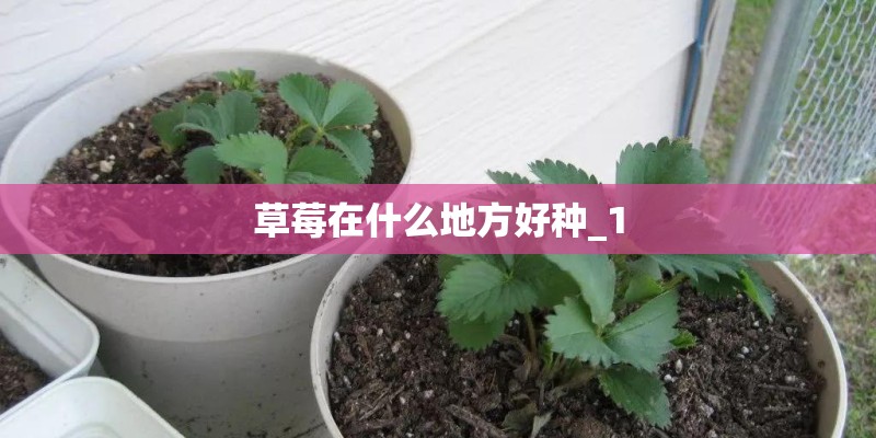 草莓在什么地方好种_1 草莓在什么地方好种_1
