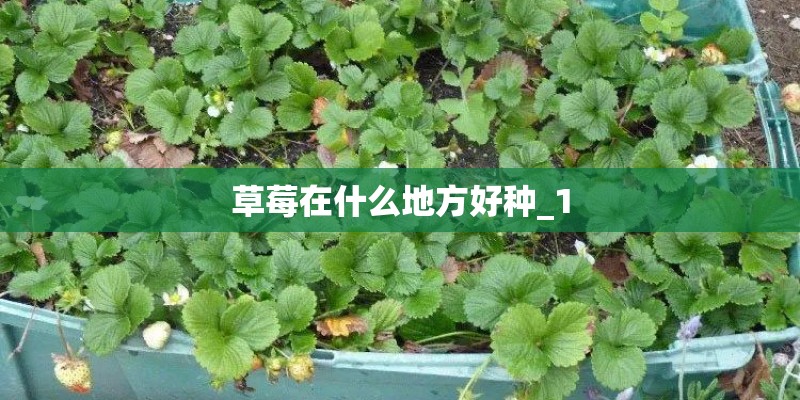 草莓在什么地方好种_1 草莓在什么地方好种_1