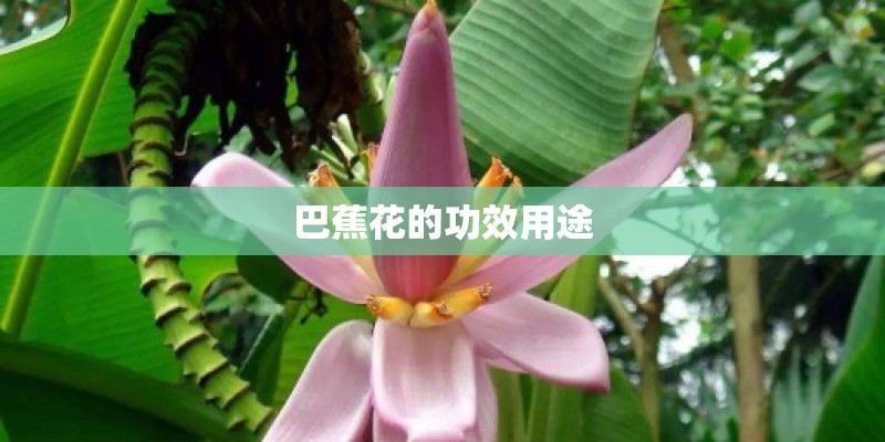 巴蕉花的功效用途