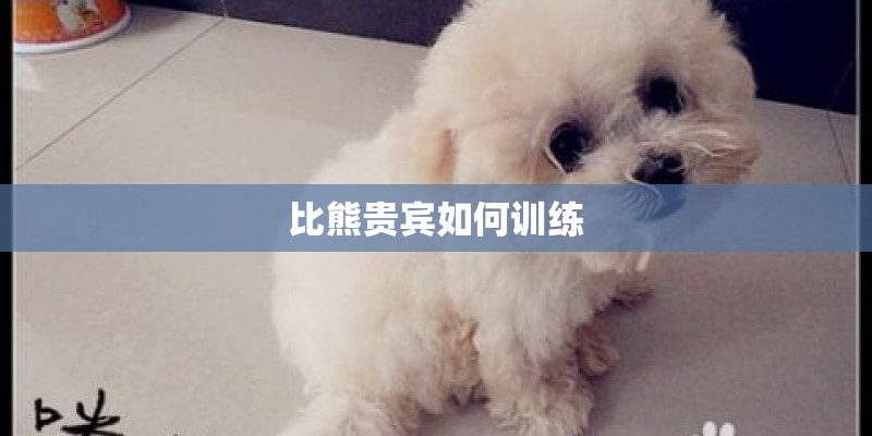比熊贵宾如何训练