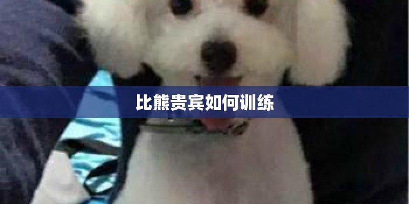 比熊贵宾如何训练