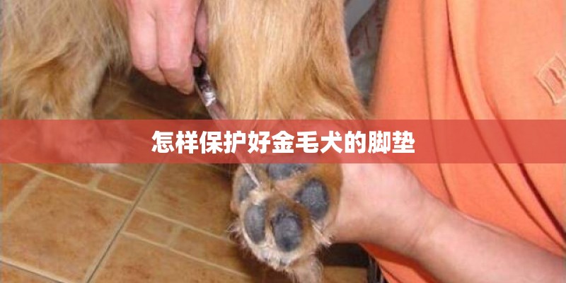 怎样保护好金毛犬的脚垫