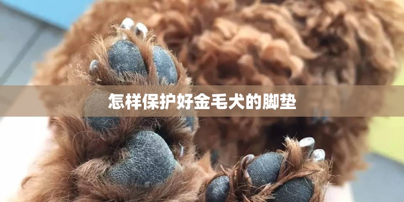 怎样保护好金毛犬的脚垫