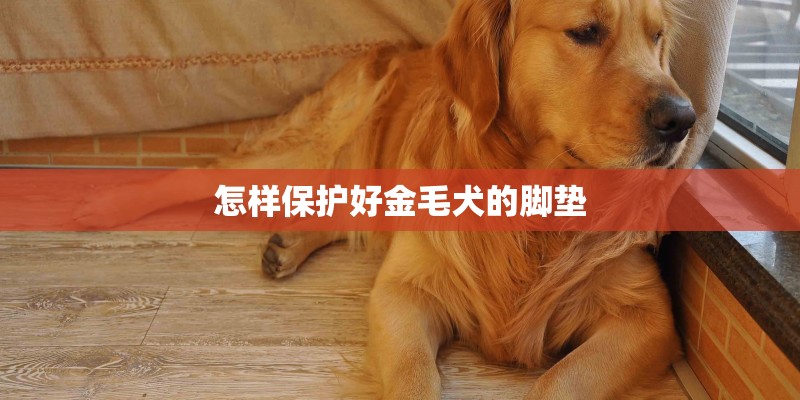 怎样保护好金毛犬的脚垫