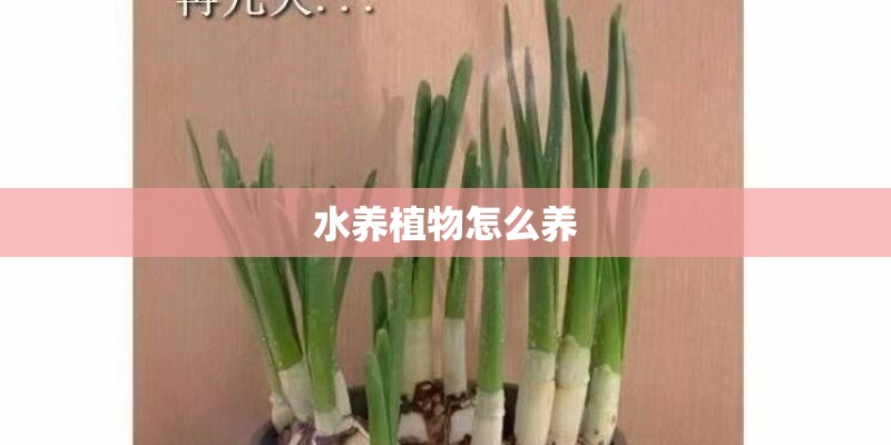 水养植物怎么养