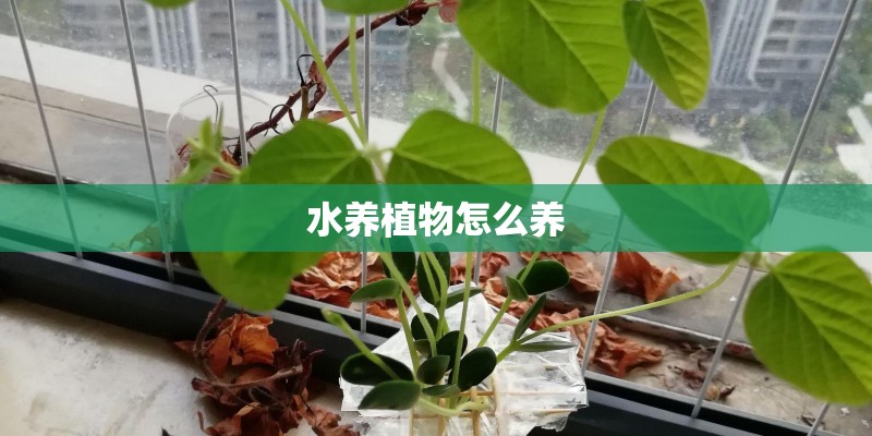 水养植物怎么养