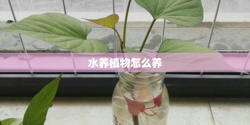水养植物怎么养