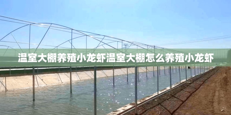 温室大棚养殖小龙虾温室大棚怎么养殖小龙虾