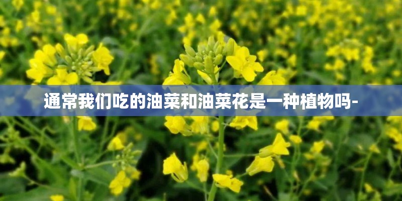 通常我们吃的油菜和油菜花是一种植物吗-