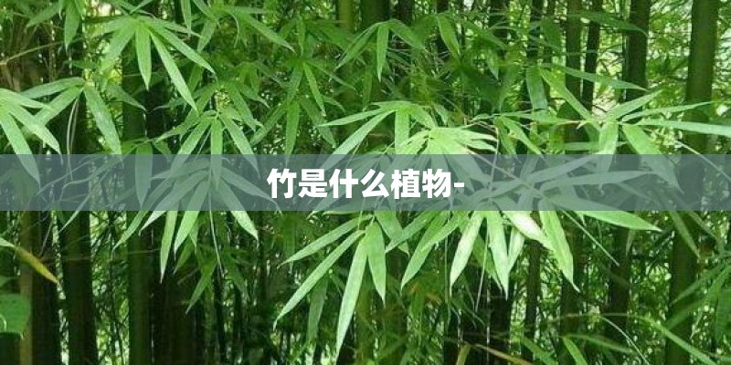 竹是什么植物-