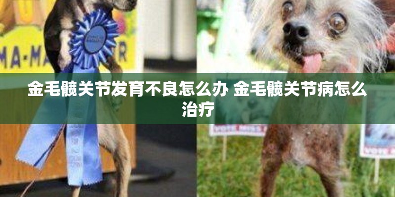 金毛髋关节发育不良怎么办 金毛髋关节病怎么治疗