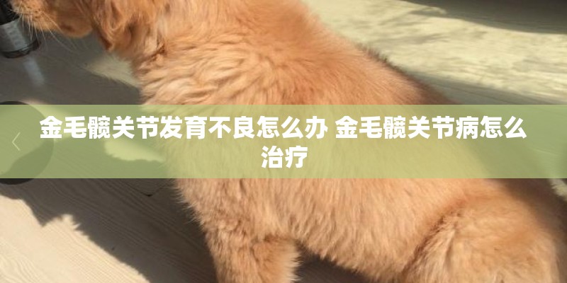 金毛髋关节发育不良怎么办 金毛髋关节病怎么治疗