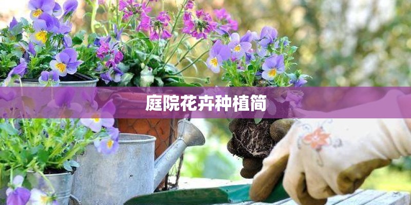 庭院花卉种植简