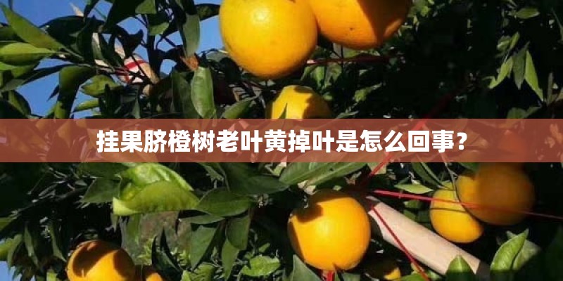 挂果脐橙树老叶黄掉叶是怎么回事？