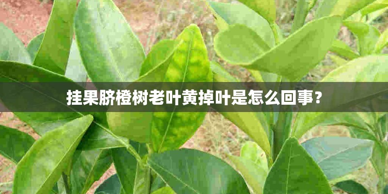 挂果脐橙树老叶黄掉叶是怎么回事？