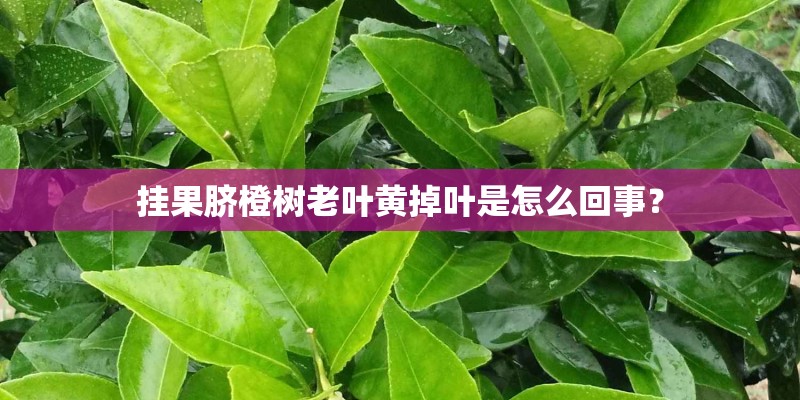 挂果脐橙树老叶黄掉叶是怎么回事？