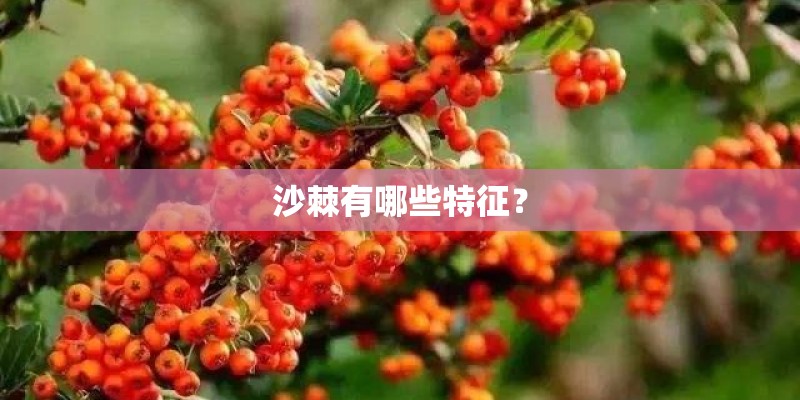 沙棘有哪些特征？