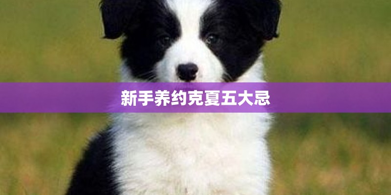 新手养约克夏五大忌