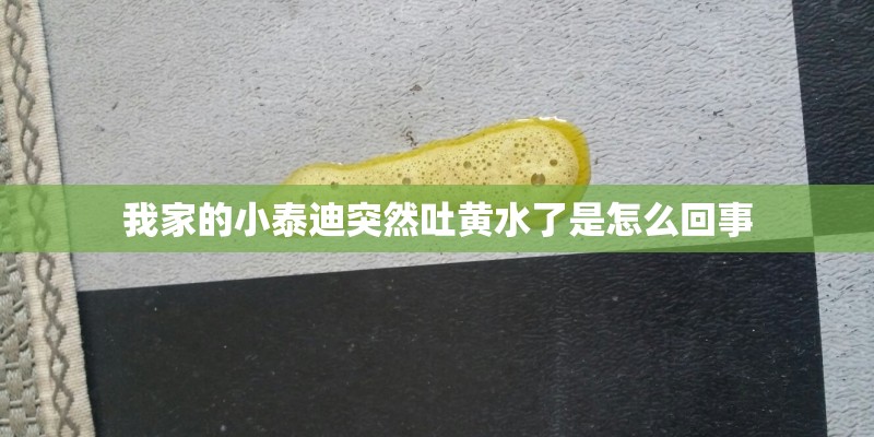 我家的小泰迪突然吐黄水了是怎么回事