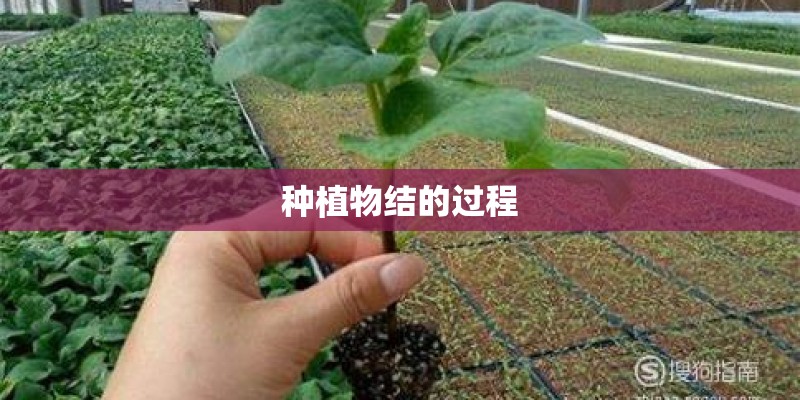 种植物结的过程