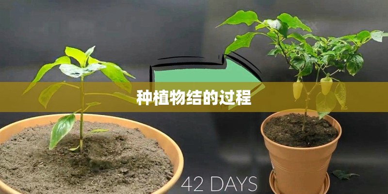 种植物结的过程