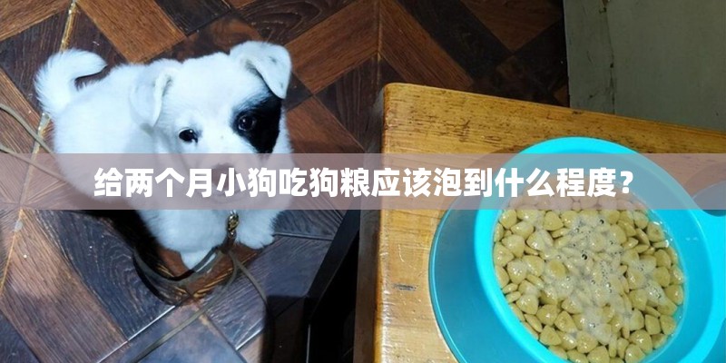 给两个月小狗吃狗粮应该泡到什么程度？